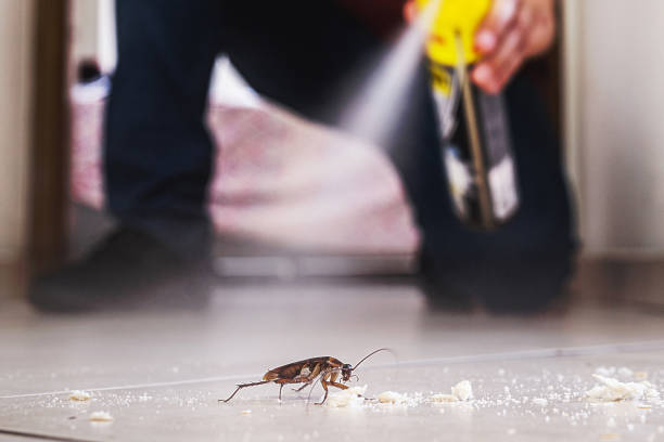 Best Affordable Pest Control Services  in Cutler, CA